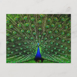 Indien Blue Peacock Postkarte