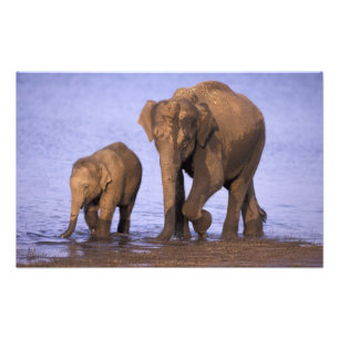 Indien, Nagarhole National Park. Asiatischer Elefa Fotodruck
