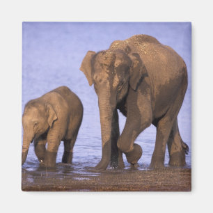 Indien, Nagarhole-Nationalpark. Asiatischer Elefan Magnet