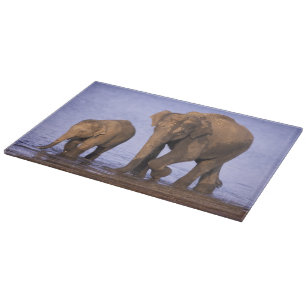 Indien, Nagarhole-Nationalpark. Asiatischer Elefan Schneidebrett