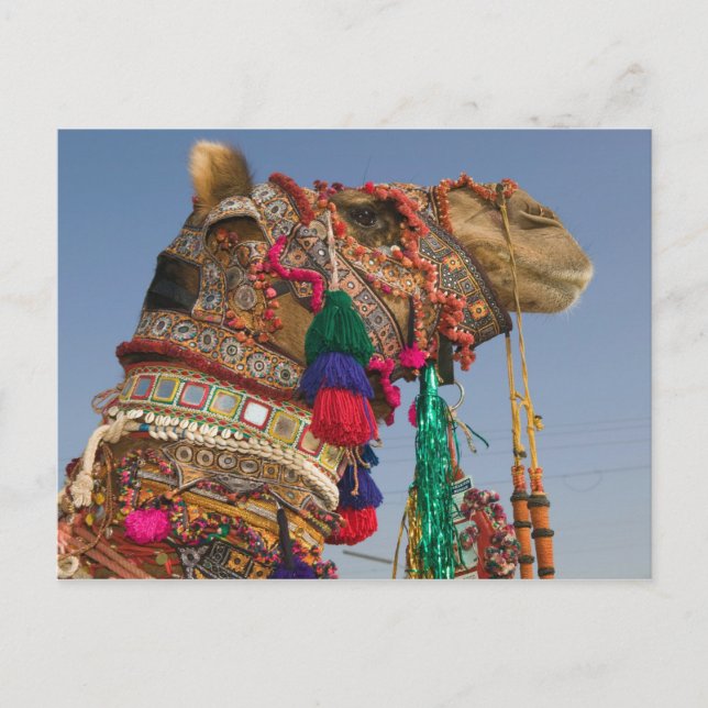 INDIEN, Rajasthan, Pushkar: PUSHKAR KAMELMESS, Postkarte (Vorderseite)