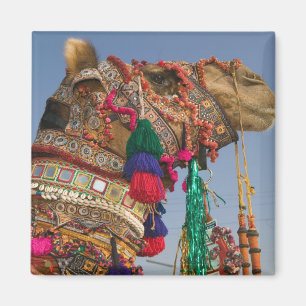 INDIEN, Rajasthan, Pushkar: PUSHKAR KAMELMESSEN, Magnet