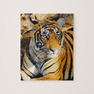 Indien, Sawai Madhopur, Ranthambore National