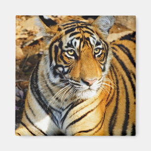 Indien, Sawai Madhopur, Ranthambore National Magnet