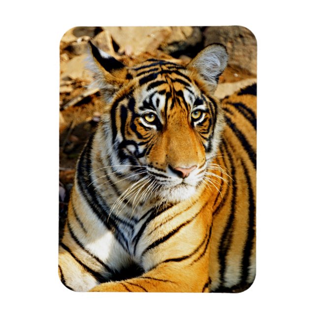 Indien, Sawai Madhopur, Ranthamoring National Magnet (Vertikal)