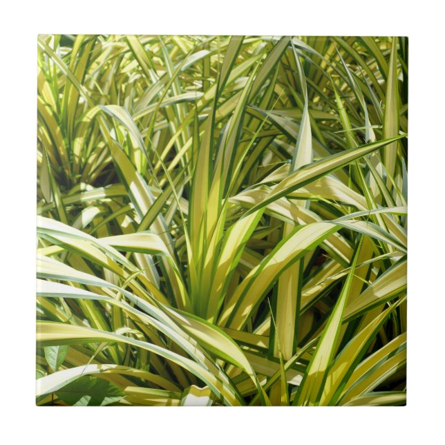 Indiens Lied Fliese (Vorderseite)