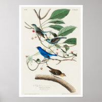 Indigo Bird par Audubon Poster