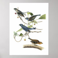 Indigo Bunting by Audubon