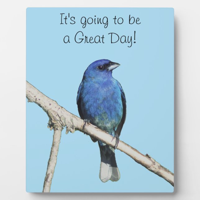 Indigo Bunting Fotoplatte (Vorderseite)