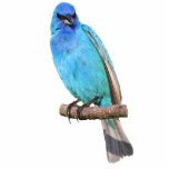 Indigo Bunting Fotoskulptur Magnet<br><div class="desc">Ein Bild eines Indigo-Rangierens</div>