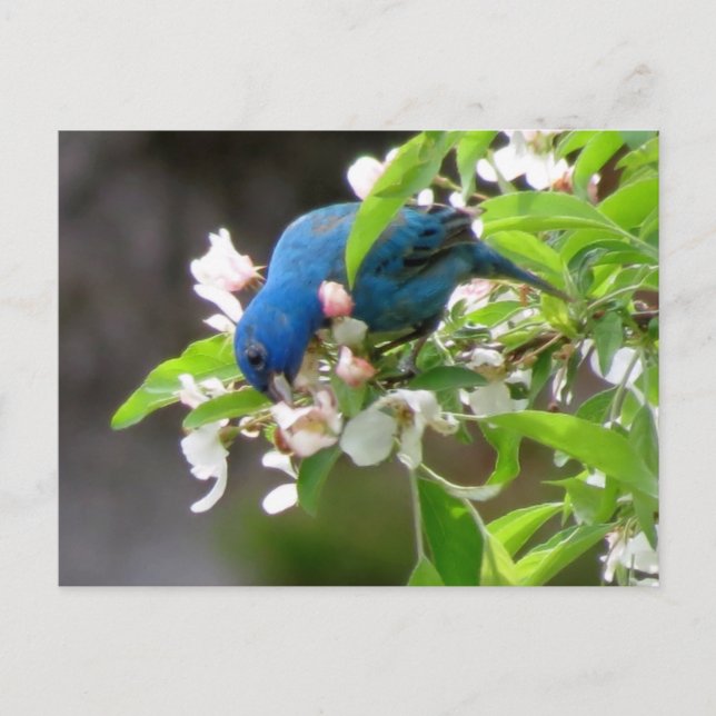 Indigo Bunting Fütternd - Bird Postkarte (Vorderseite)
