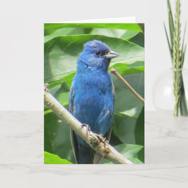 Indigo Bunting Grußkarte Karte (Vorderseite)