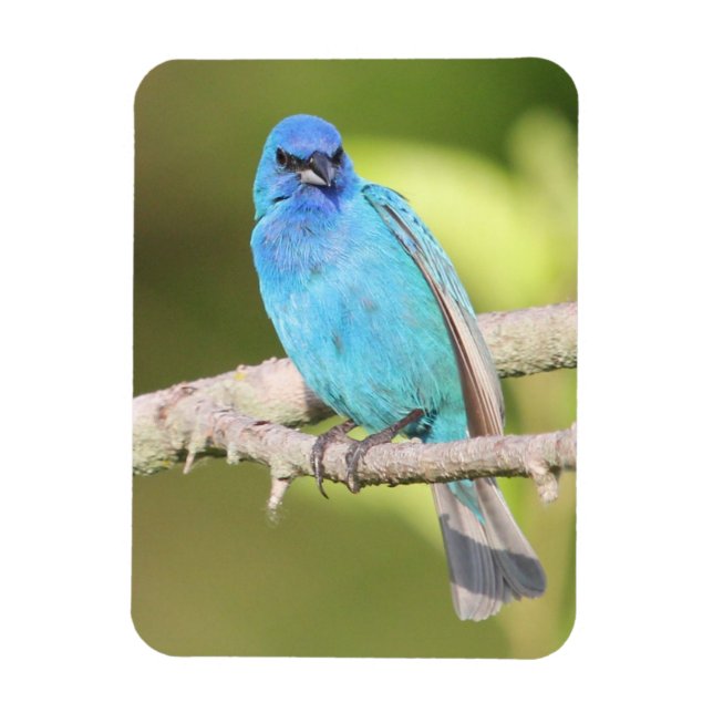 Indigo Bunting Magnet (Vertikal)