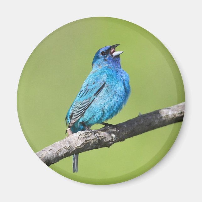 Indigo Bunting Magnet (Vorne)