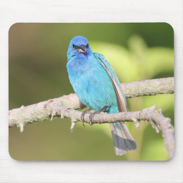 Indigo Bunting Mousepad (Vorne)