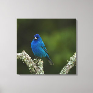 Indigo Bunting, Passerina cyanea, Coastal Leinwanddruck