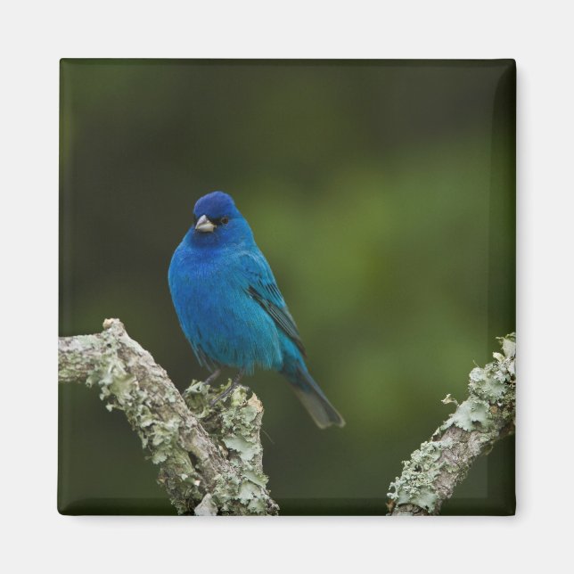Indigo Bunting, Passerina cyanea, Coastal Magnet (Vorne)