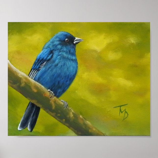 Indigo Bunting - Poster (Vorne)