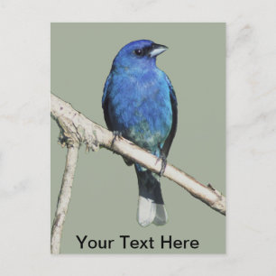 Indigo Bunting Postkarte