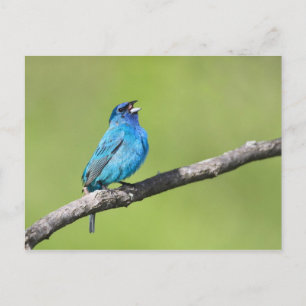 Indigo Bunting Postkarte