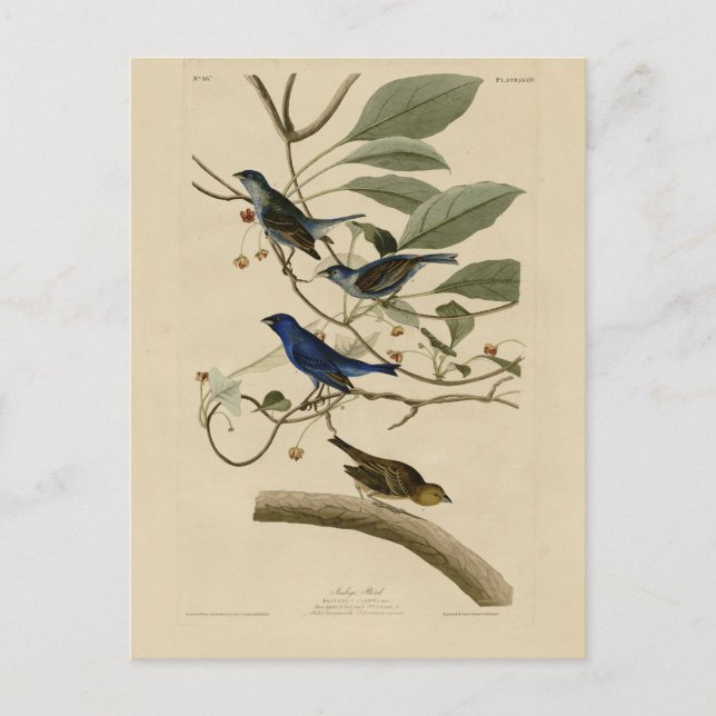 Indigo Bunting von Audubons Vögeln in Amerika Postkarte (Vorderseite)