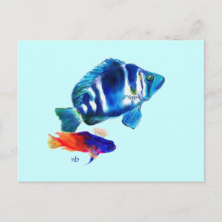Indigo Fish, Fairy Basslet Postkarte