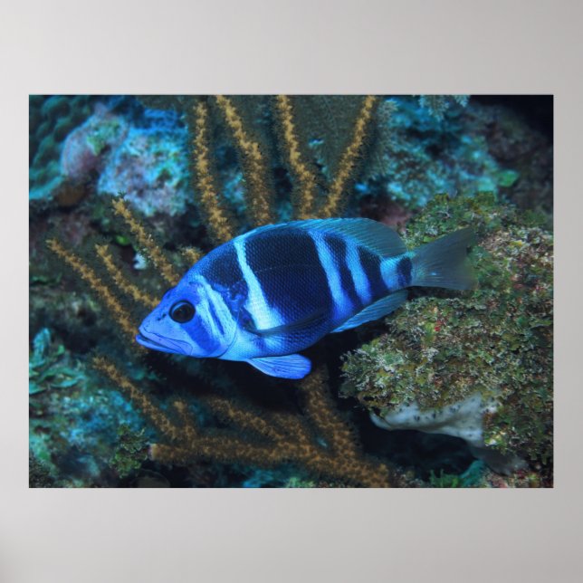 Indigo Hamlet Poster (Vorne)