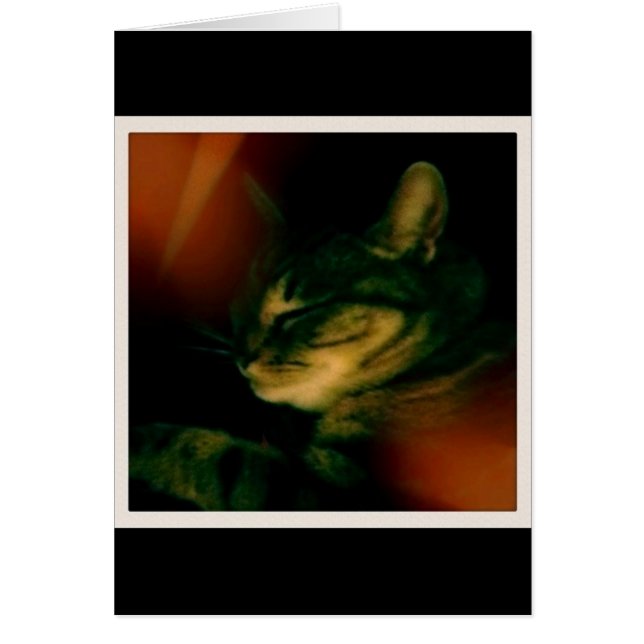 Indigo Naptime Closeup (Vorne)