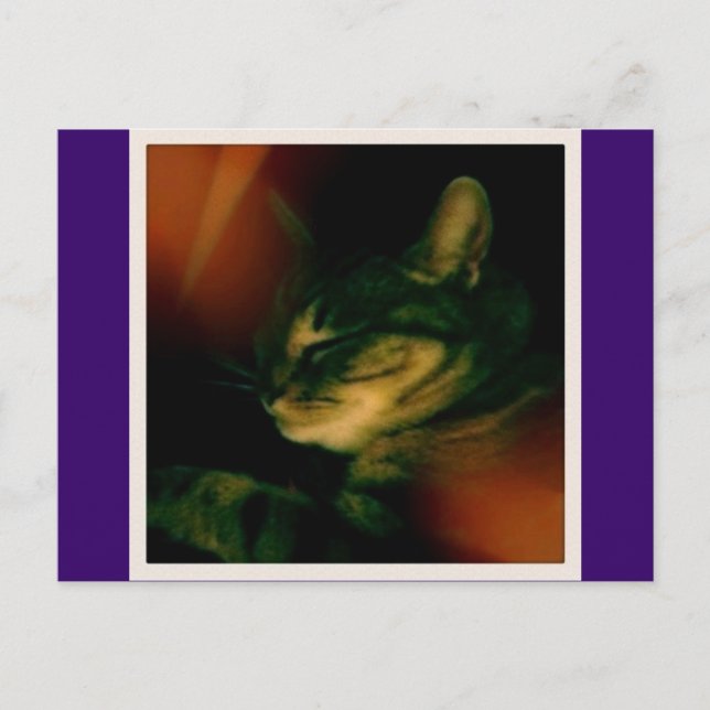 Indigo Naptime Closeup Postkarte (Vorderseite)