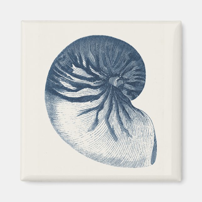 Indigo Shark Eye Seashell Magnet (Vorne)