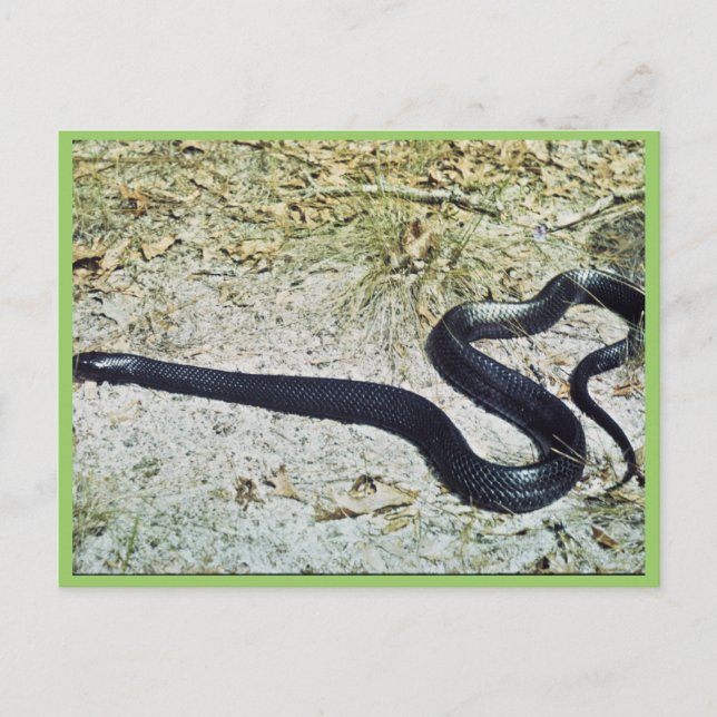 Indigo Snake Postkarte (Vorderseite)