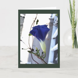 Indigo Swirl Morning Glory Blank Karte