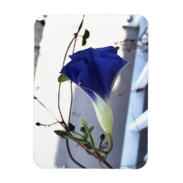 Indigo Swirl Morning Glory Magnet