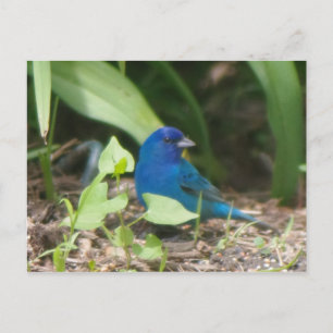 Indigoammer Postkarte
