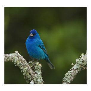 Indigofink, Passerina cyanea, Küste Fotodruck