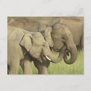 Indische/asiatische Elefanten, die eine Postkarte