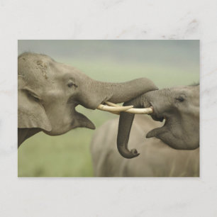 Indische Asiatische Elefanten spielen kämpfend Postkarte