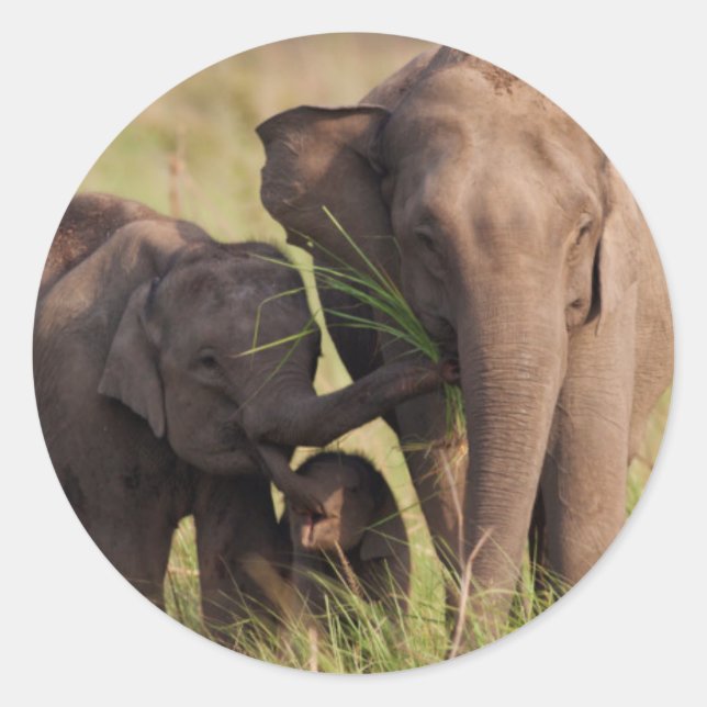 Indische asiatische Elefantenfamilie in der Savann Aufkleber (Vorderseite)