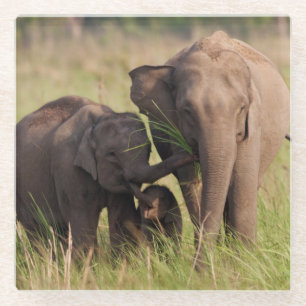 Indische asiatische Elefantenfamilie in der Savann Glasuntersetzer