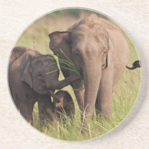 Indische asiatische Elefantenfamilie in der Savann Untersetzer