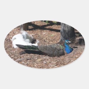 Indische Blau-Weiße Fasanen Aufkleber