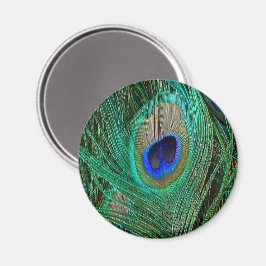 Indische Blaupfauenfresser Magnet