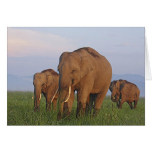 Indische Elefanten im Grasland