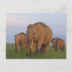 Indische Elefanten im Grasland,Corbett Postkarte