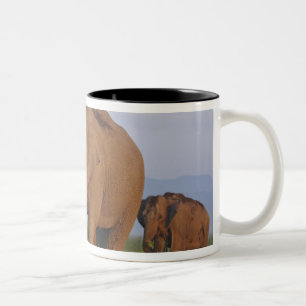 Indische Elefanten im Grasland Zweifarbige Tasse