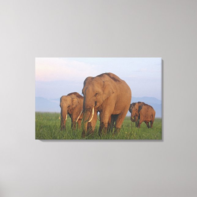 Indische Elefanten im Grassland Leinwanddruck (Vorderseite)