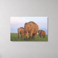 Indische Elefanten im Grassland
