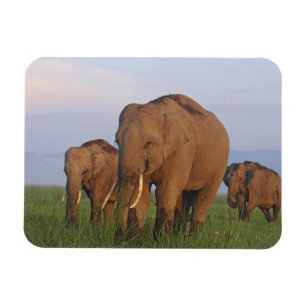 Indische Elefanten im Grassland Magnet