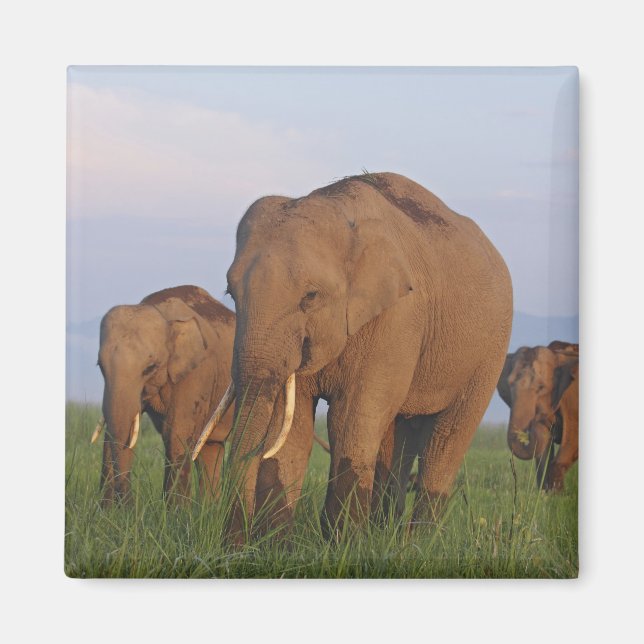 Indische Elefanten im Grassland Magnet (Vorne)