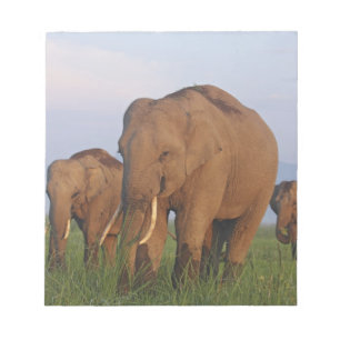 Indische Elefanten im Grassland Notizblock